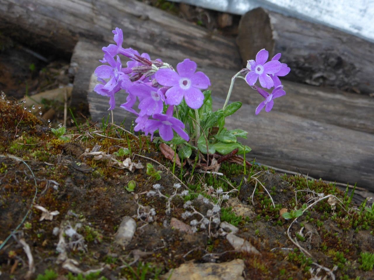 Primula