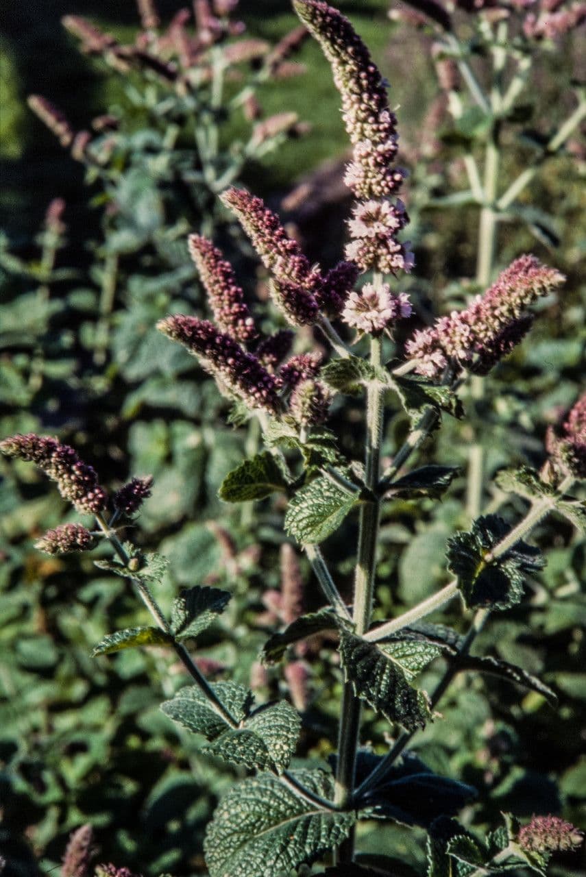 Menta villosa 2