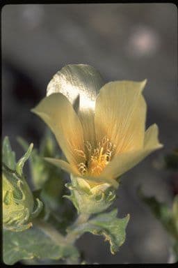 Mentzelia involucrata 5