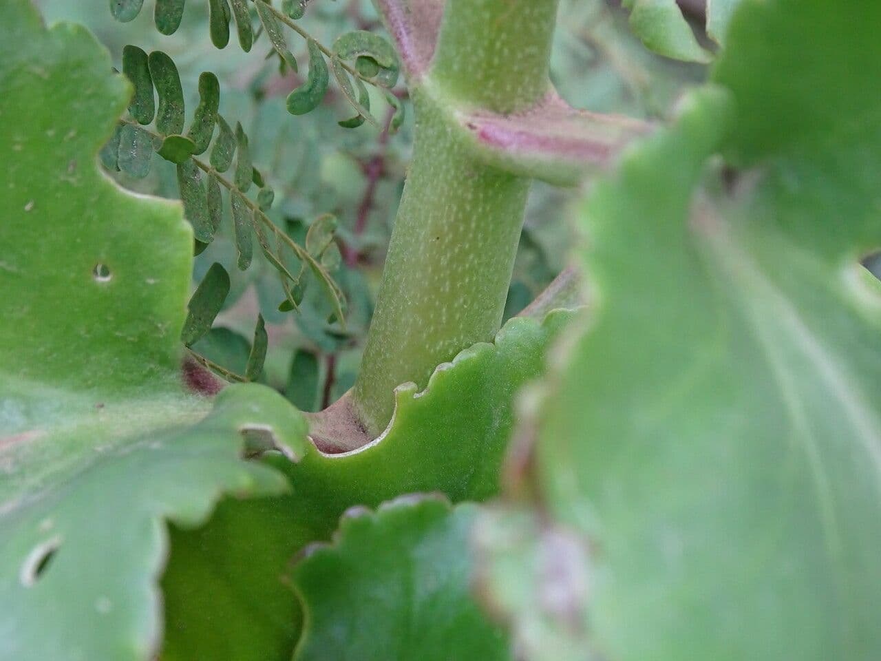 Kalanchoe densiflora 17