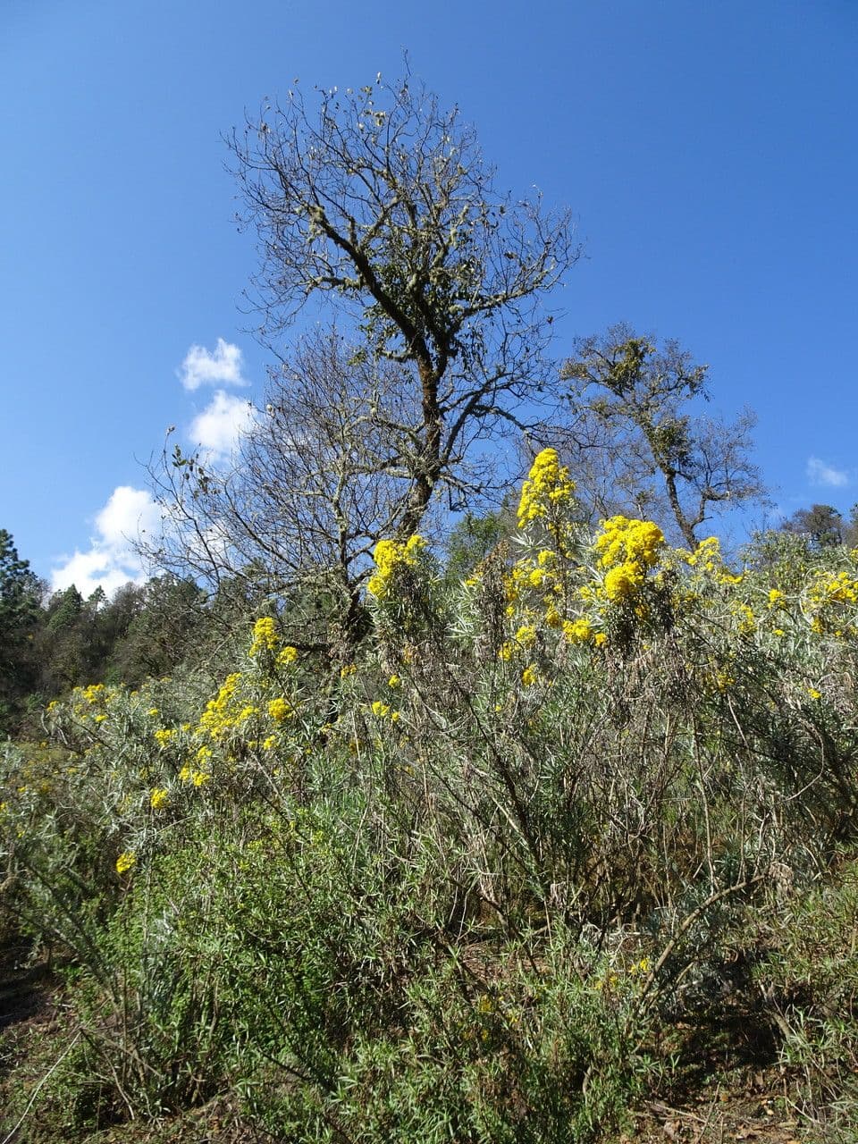 Senecio 4