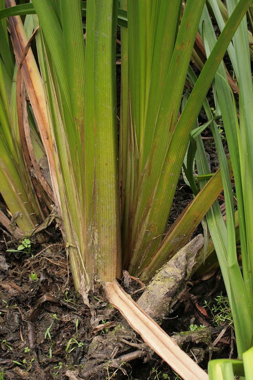 Platanaria 21