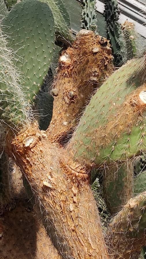 Opuntia pilifera 11