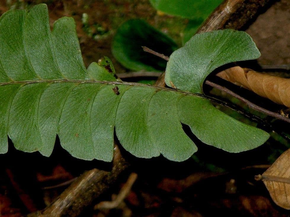 Lindsaea lancea 3