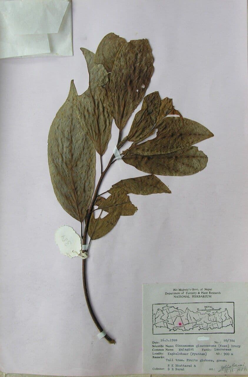 Cannella 21