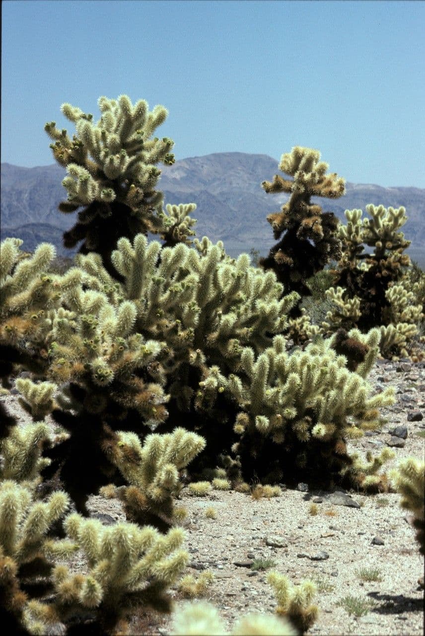 Cholla orsacchiotto 9