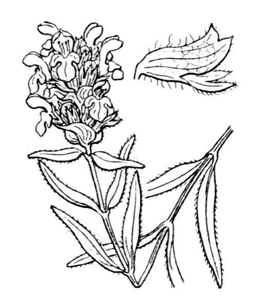 Prunella 28