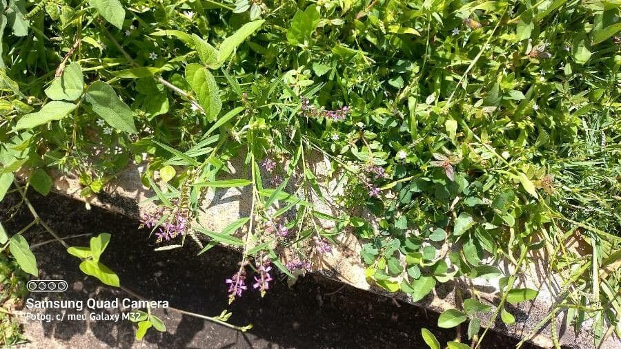Poligala paniculata 4