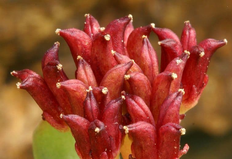Rhodiola integrifolia 3