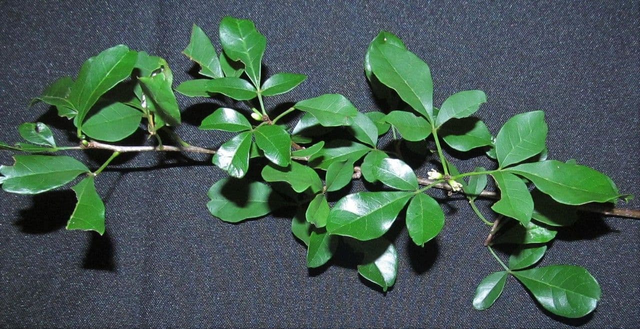 Trichilia 18
