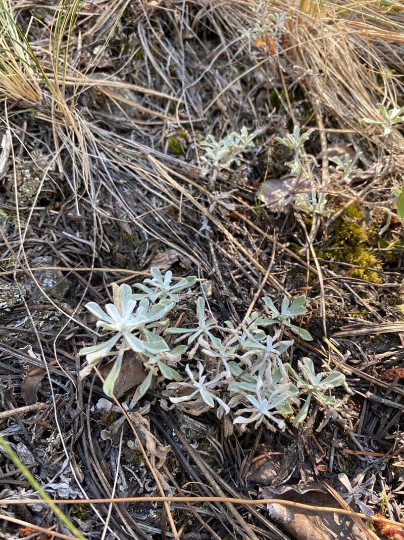 Antennaria parvifolia 8