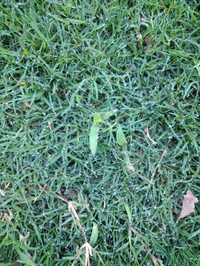 Zoysia 6