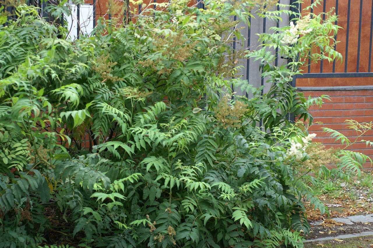 Sorbaria 13