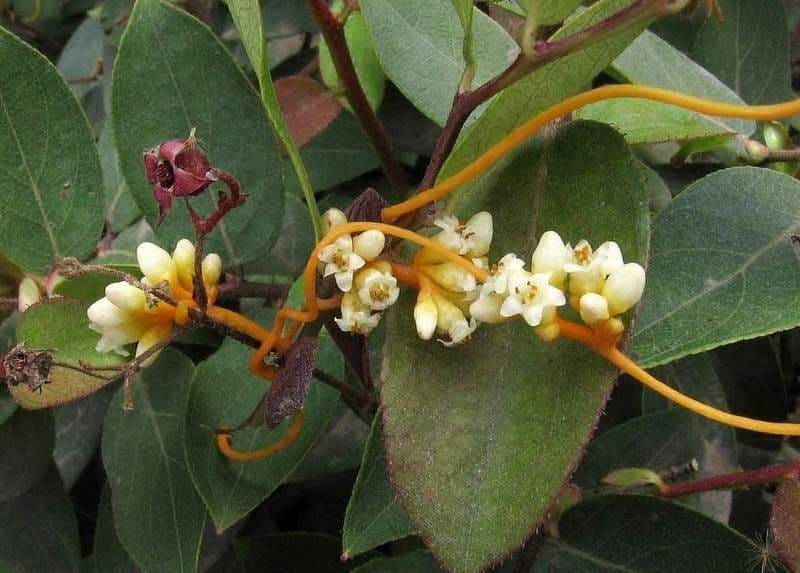 Cuscuta 4