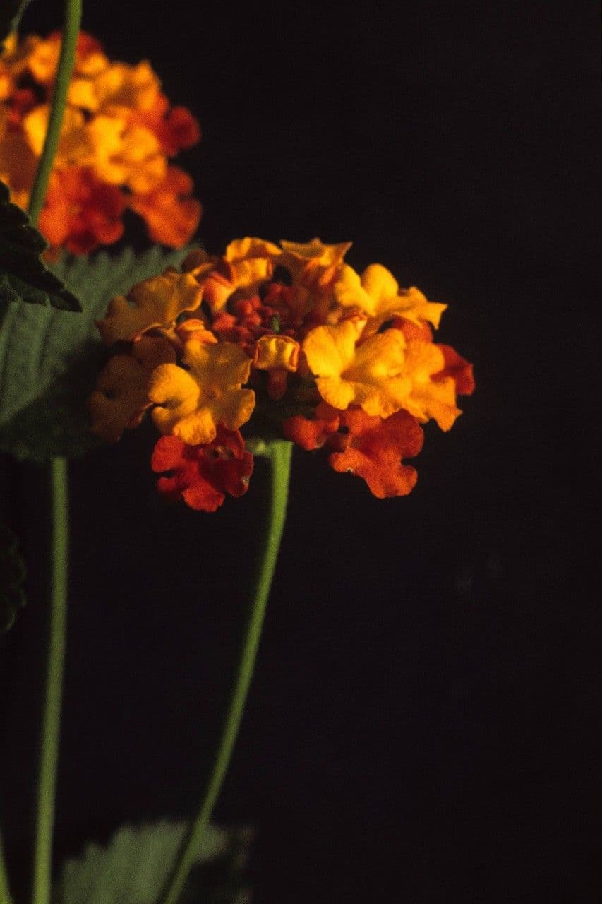 Lantana horrida 4