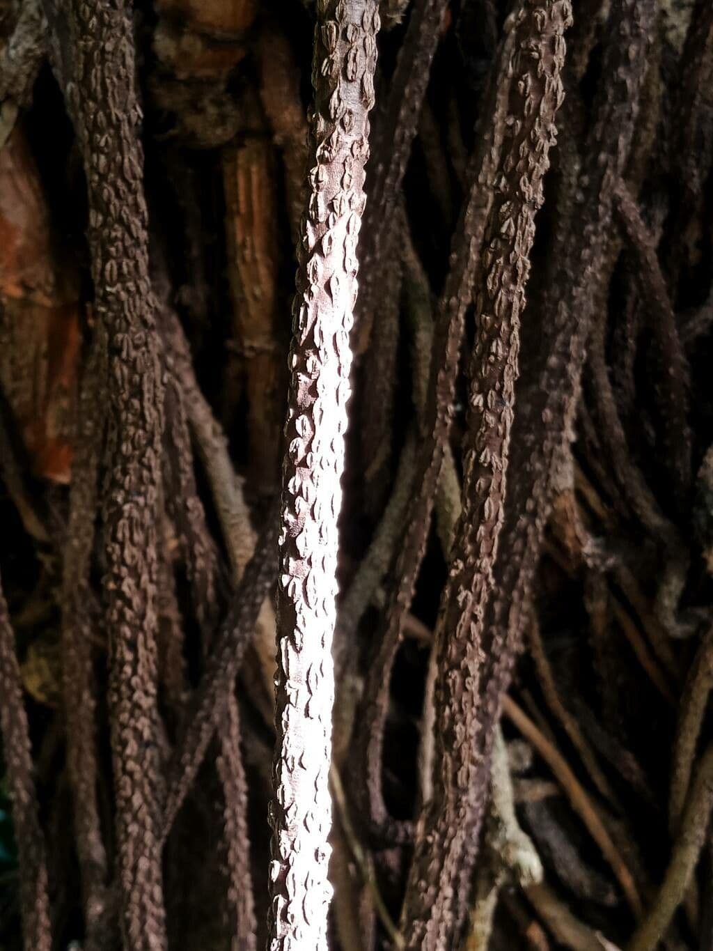 Pseudopanax 7
