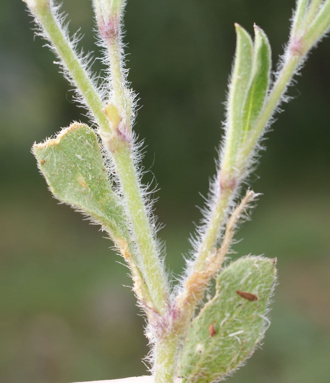 Silene gallica 25