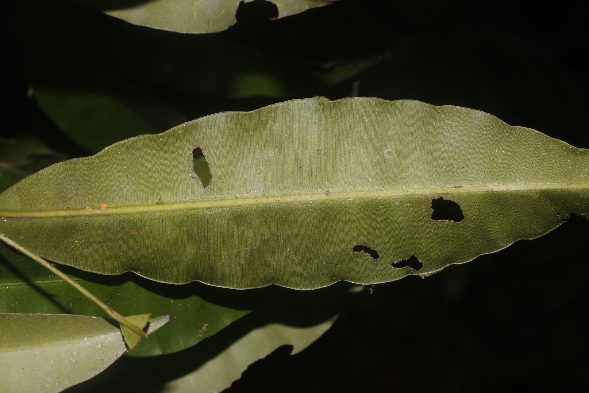 Elvasia 8