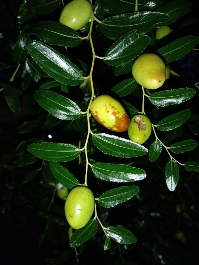 Jujube 5