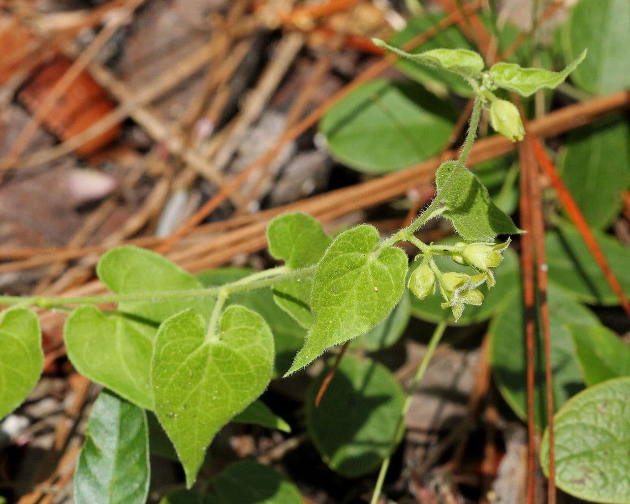 Trailing milkvine 3