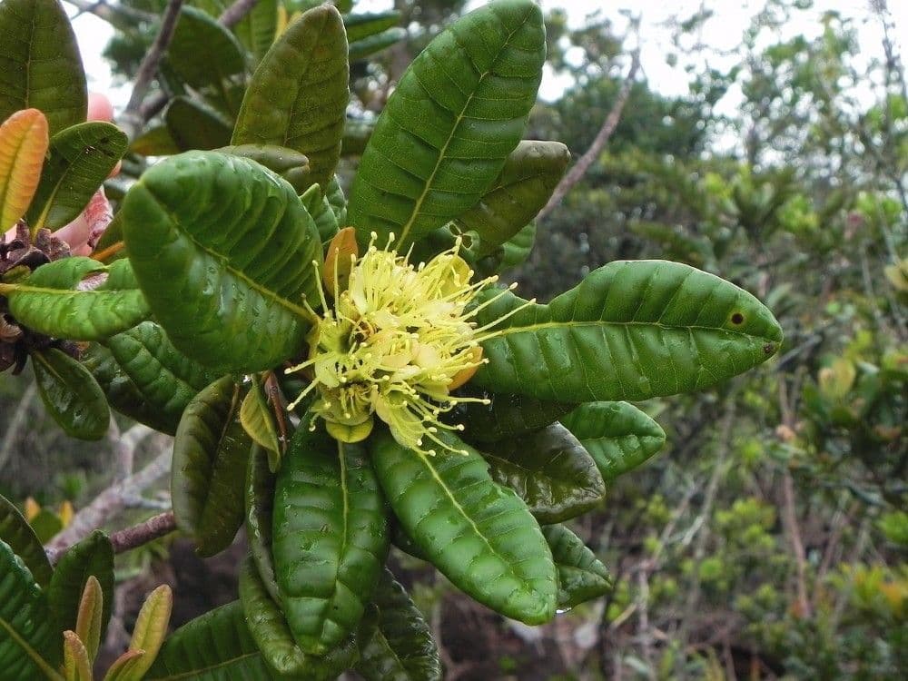 Xanthostemon sulfureo 2