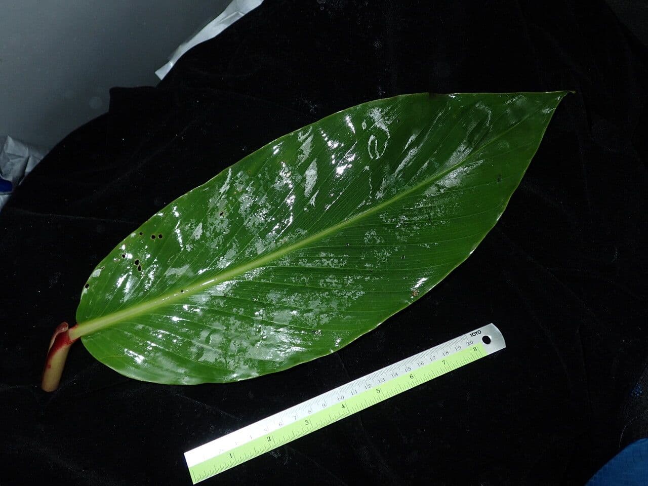 Hedychium 7