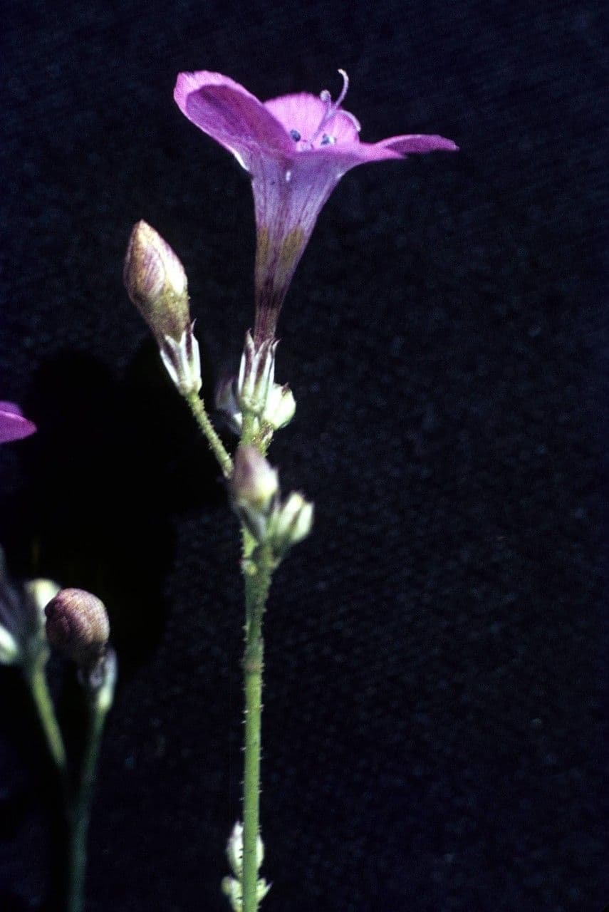 Feinblütige Gilie 3