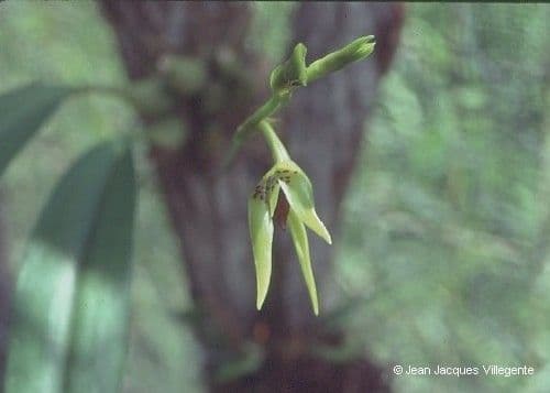 Bulbophyllum 5