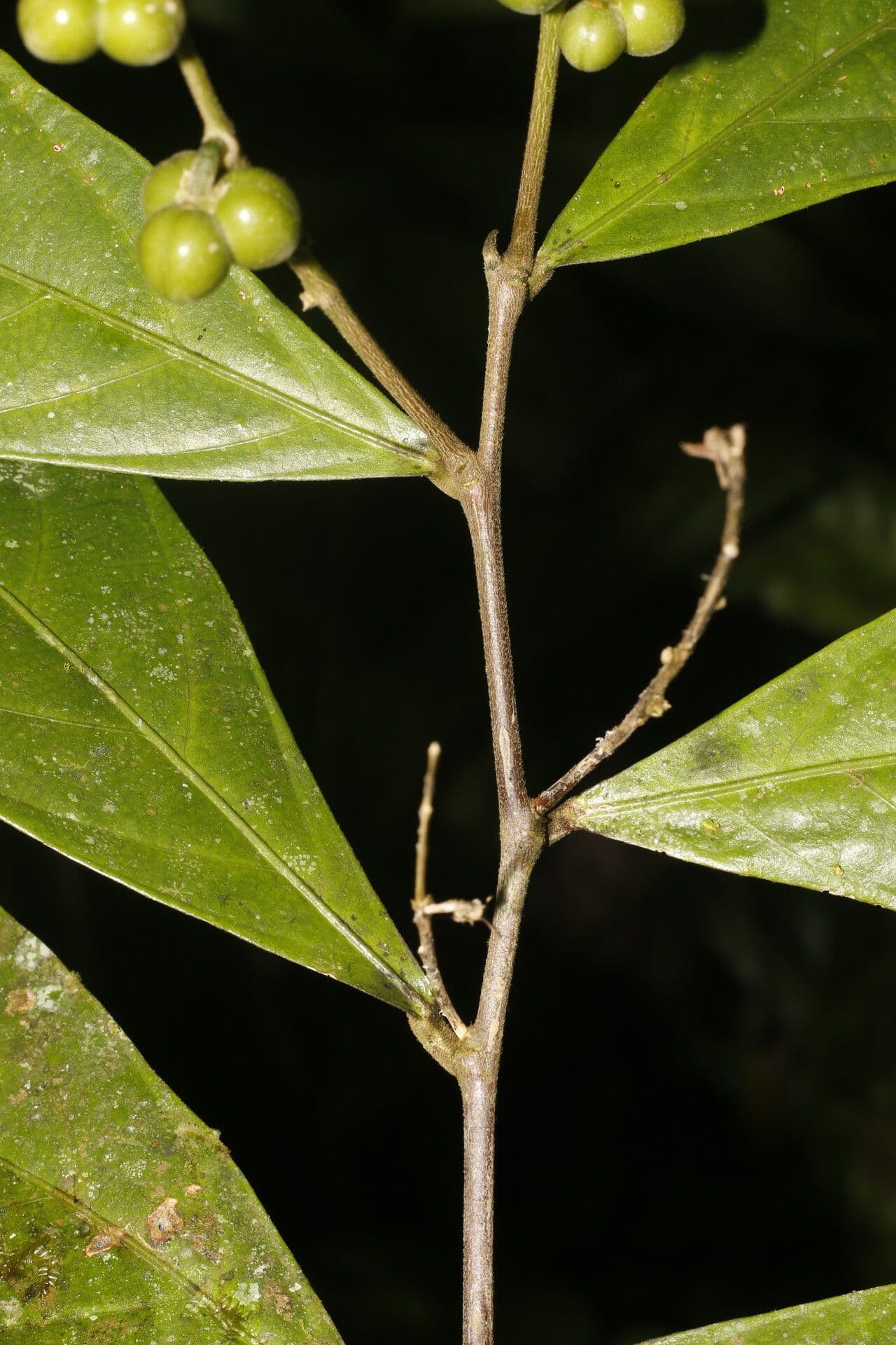 Adenophaedra 9