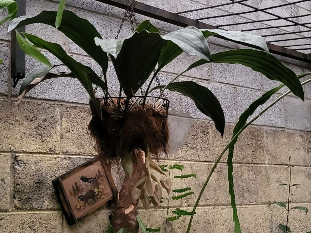 Stanhopea 7