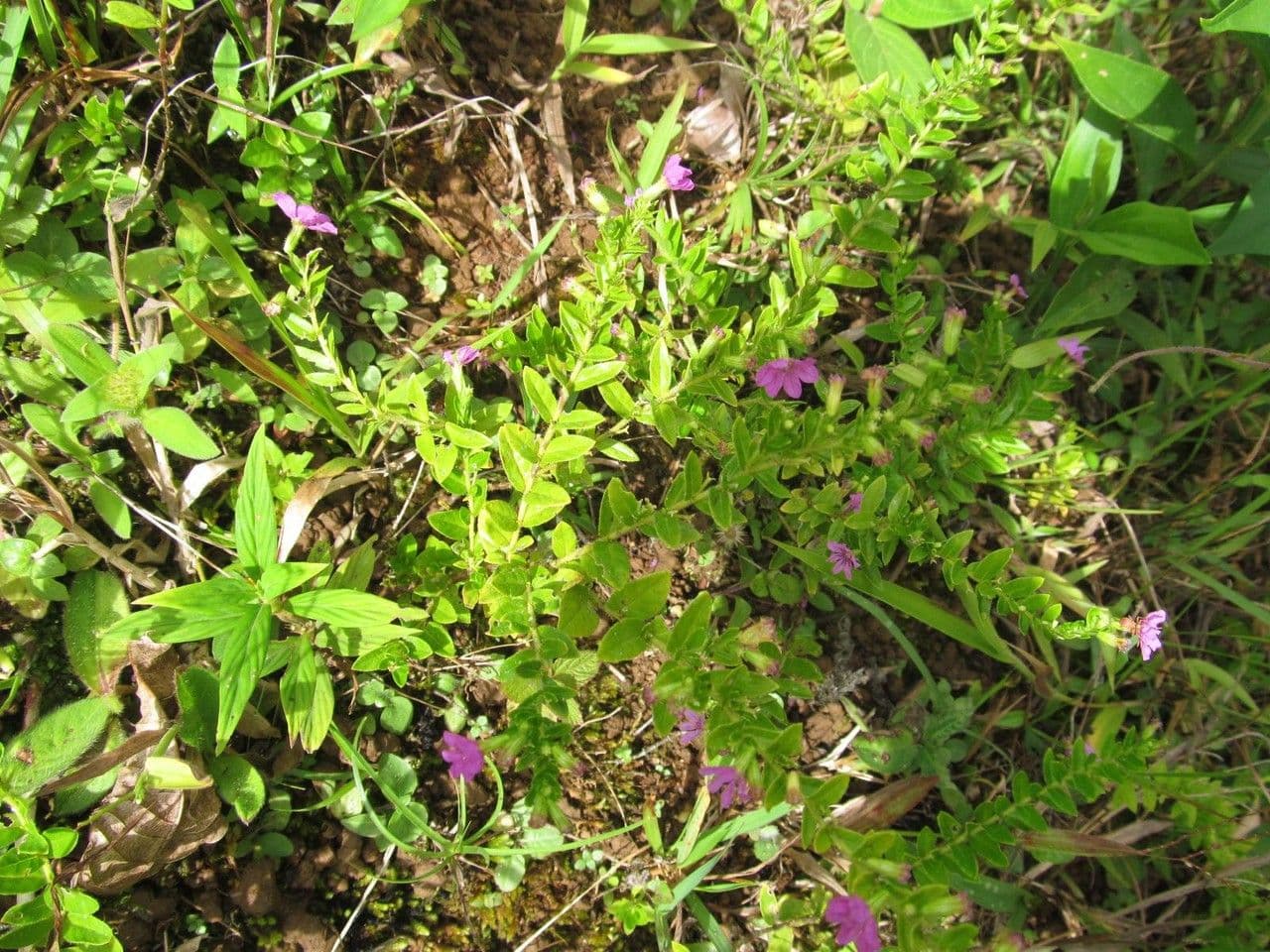 Cuphea 6