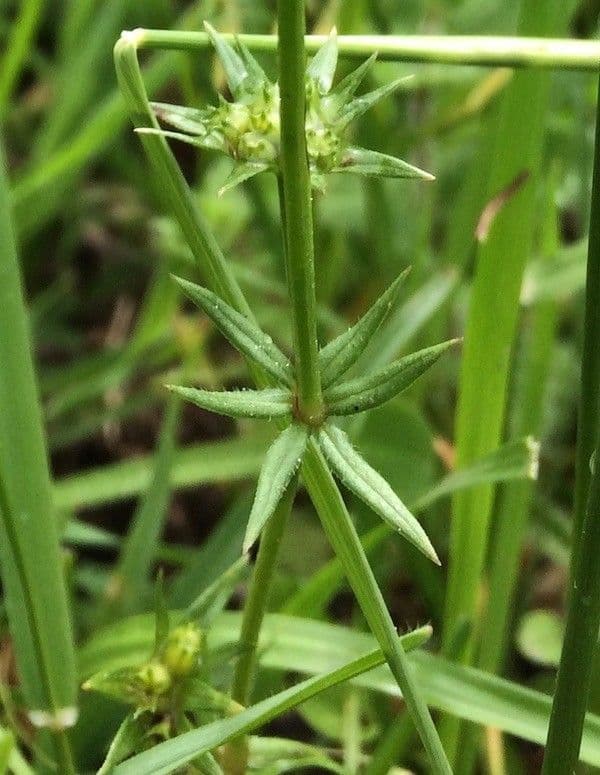 Asperula a sei foglie 4