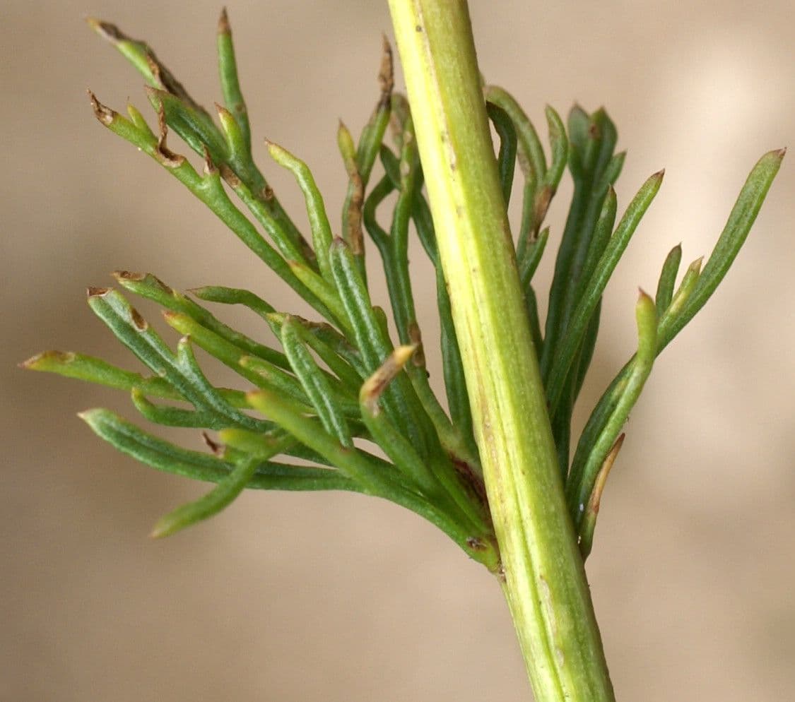 Adonisblättriges Greiskraut 23