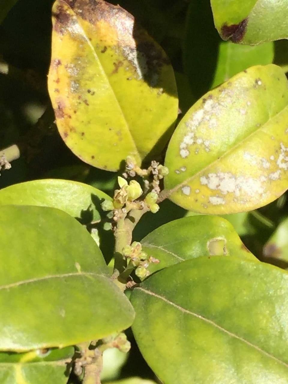 Stechpalmenblättriger Cassinopsis 12