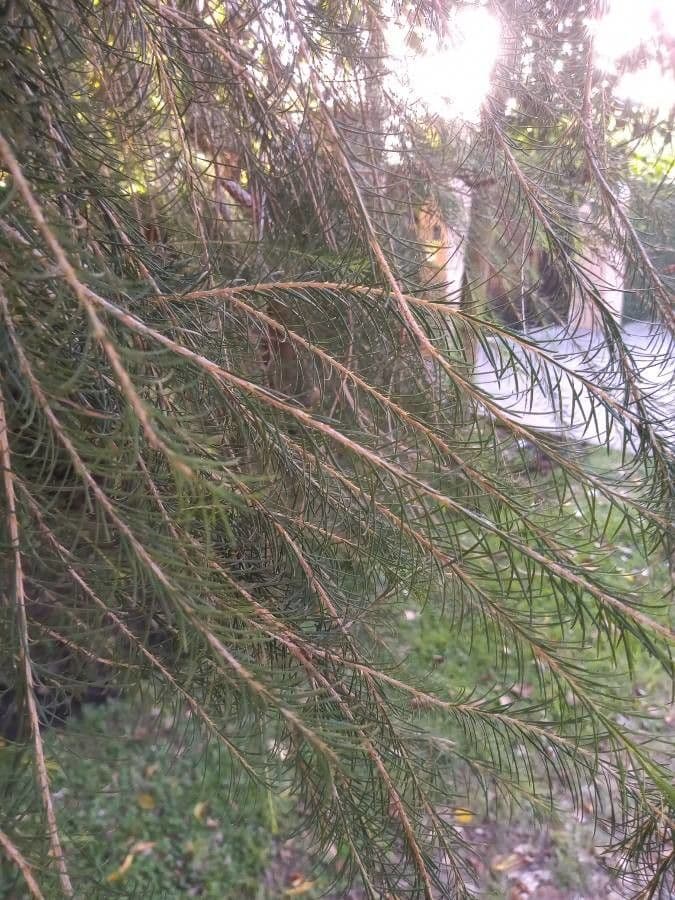 Teebaum 13