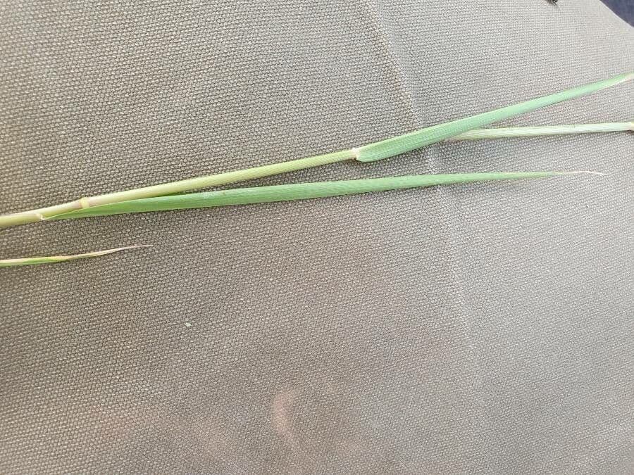 Urochloa 7