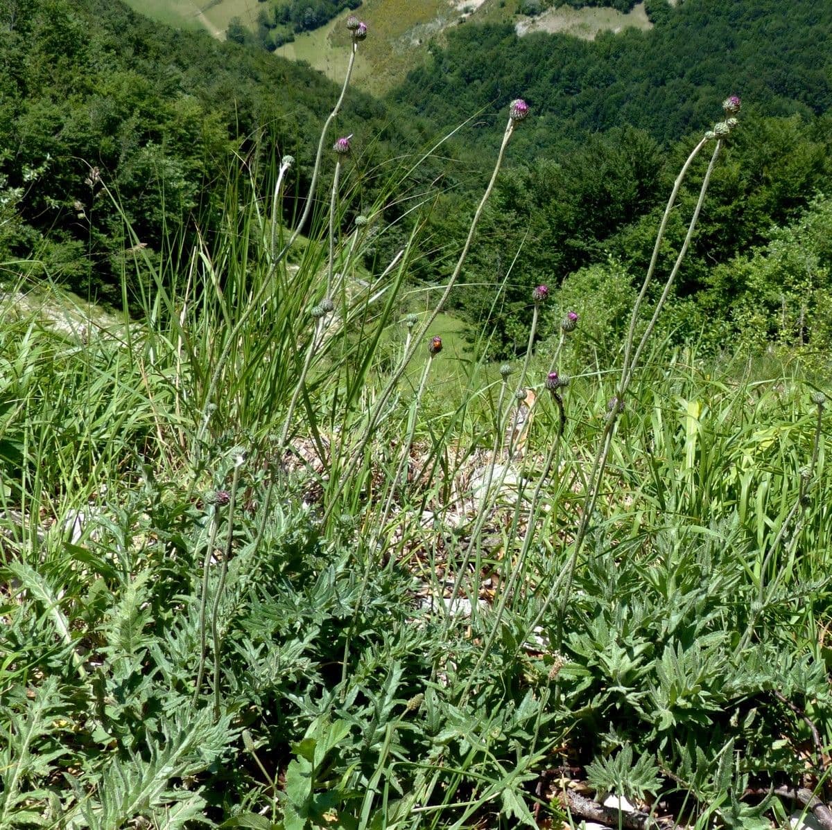 Knollen-Distel 12