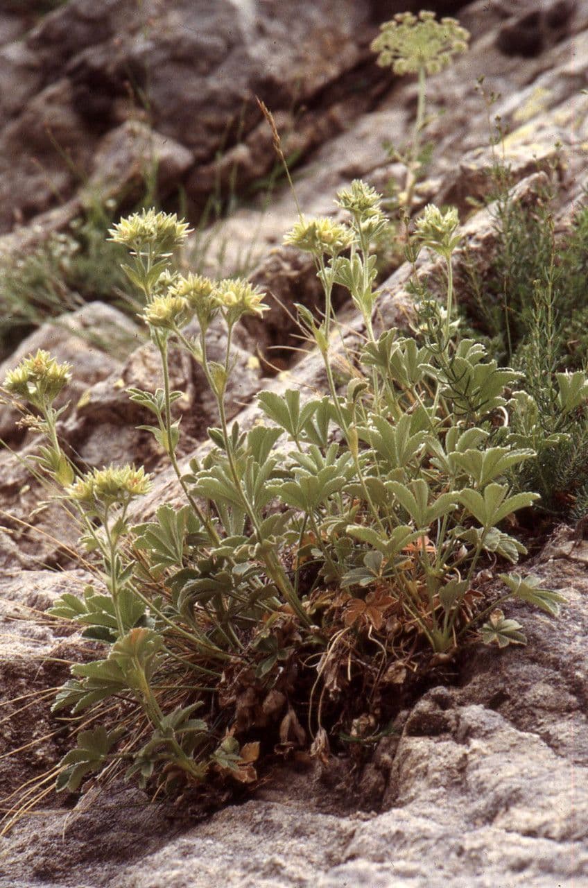 Potentilla valderiana 12