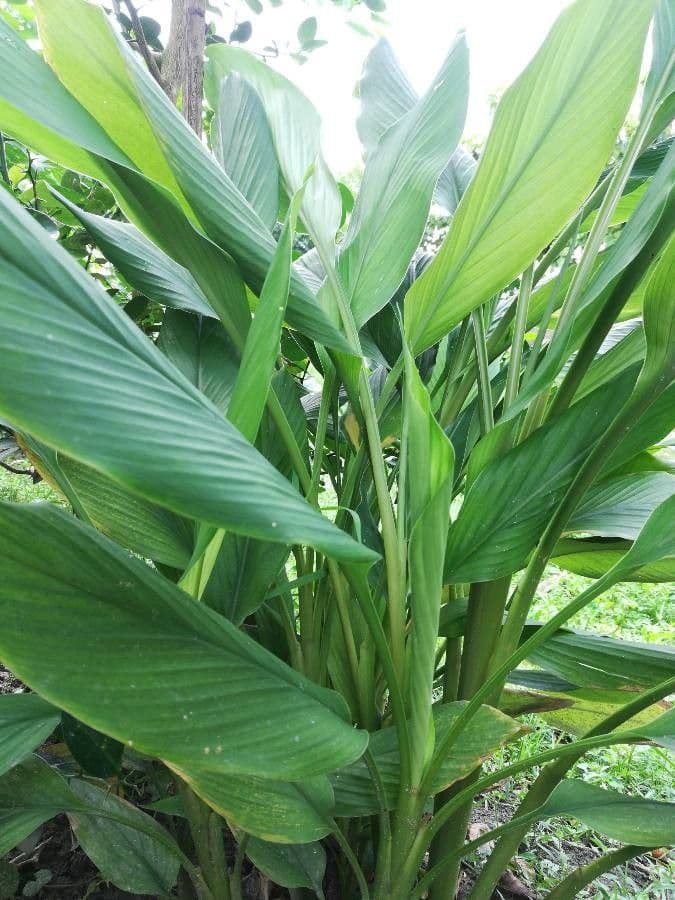 Curcuma 12