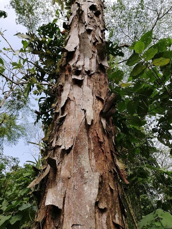 Albizia carbonaria 21