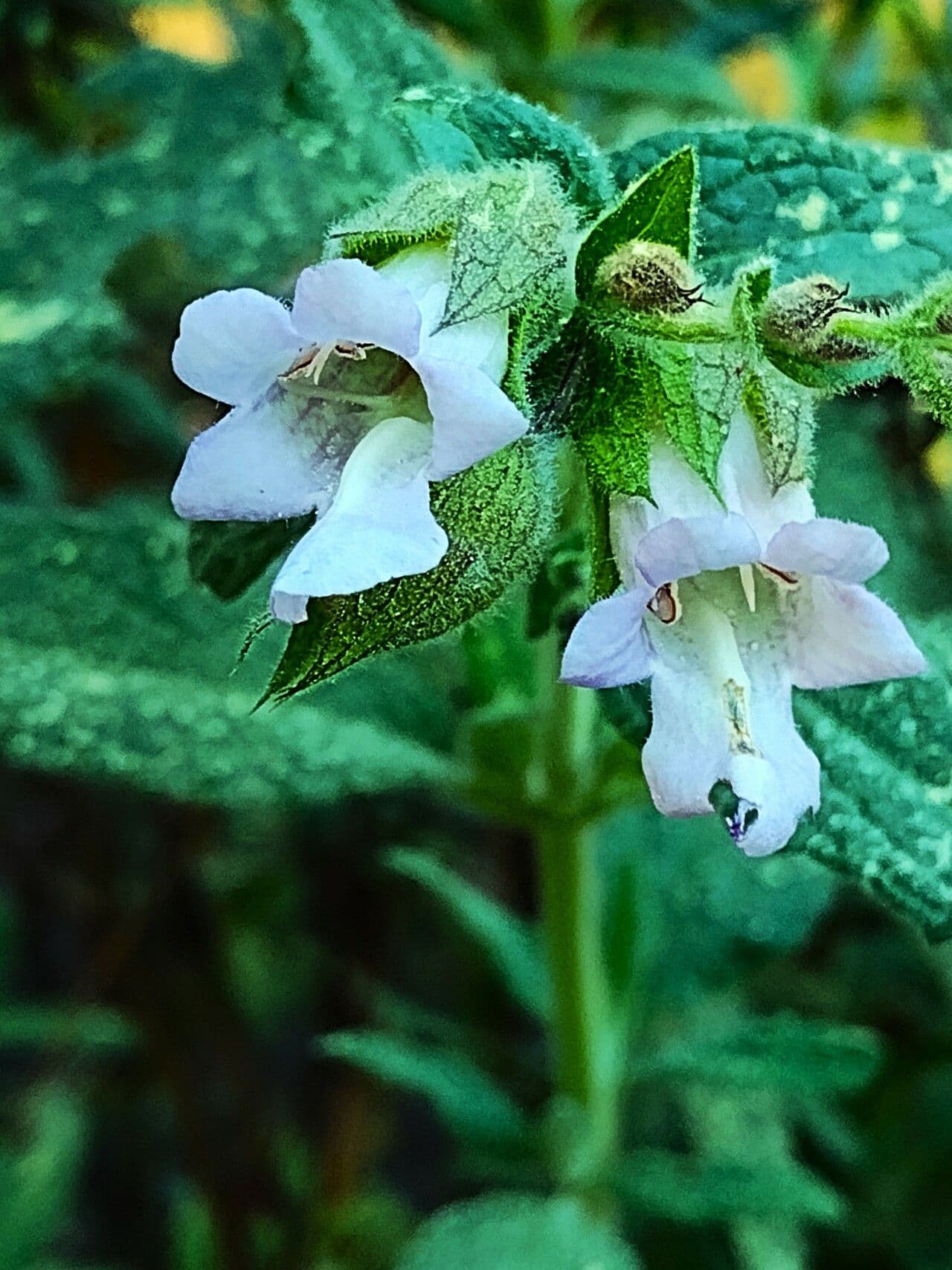 Lepechinia calycina 5