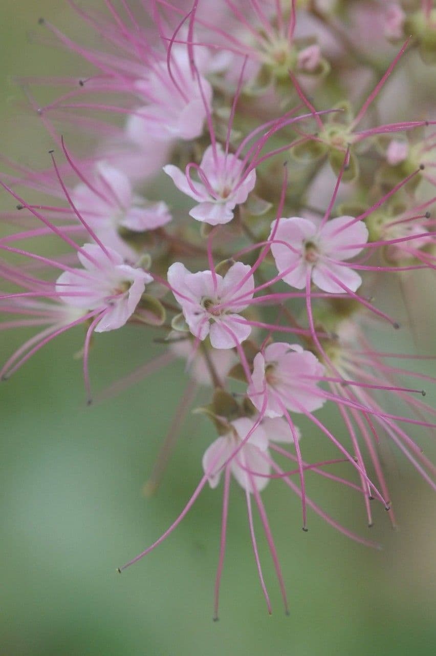Hirtella 8