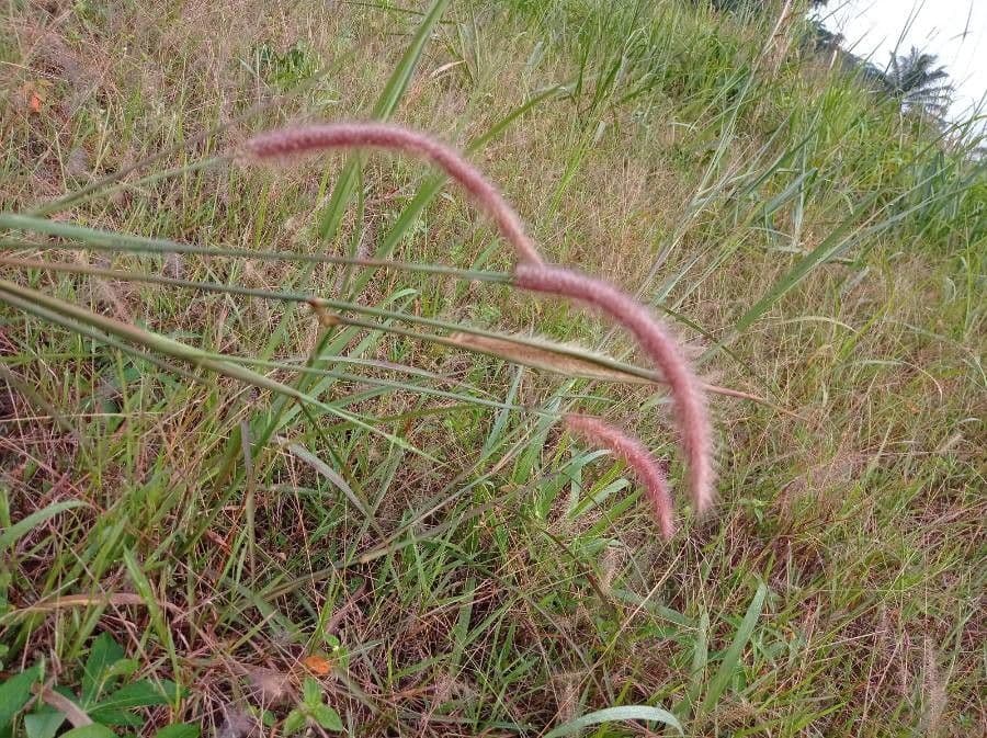 Setaria minore