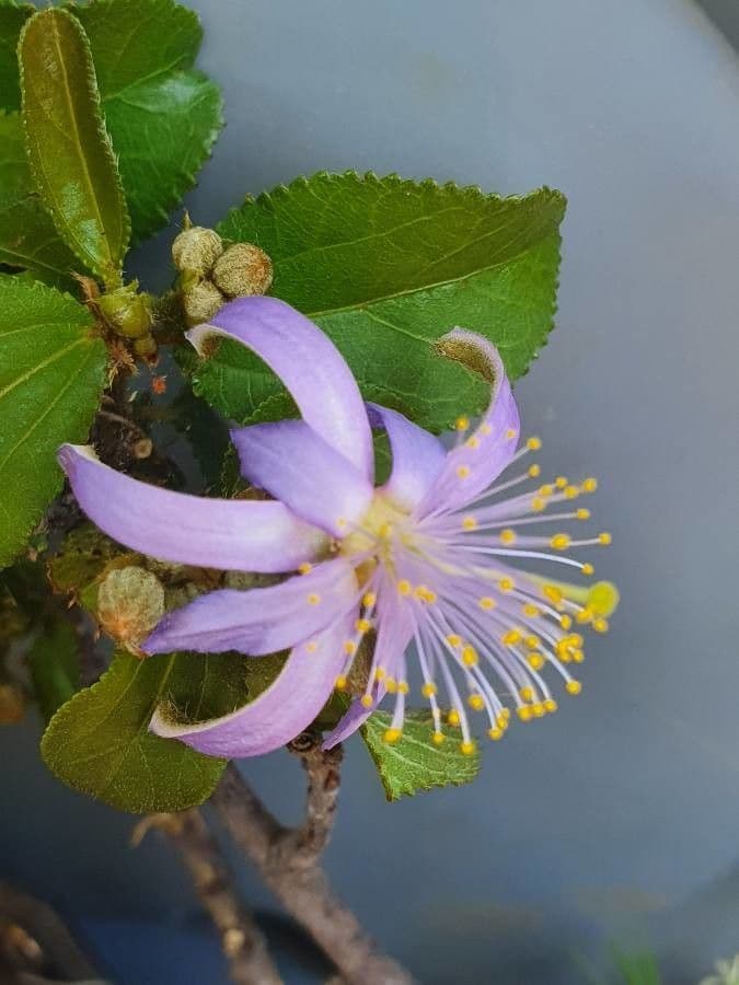 Grewia 4
