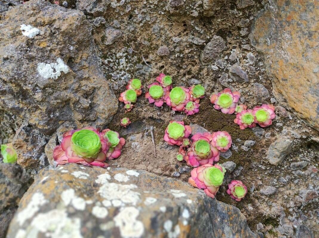 Aeonium 8
