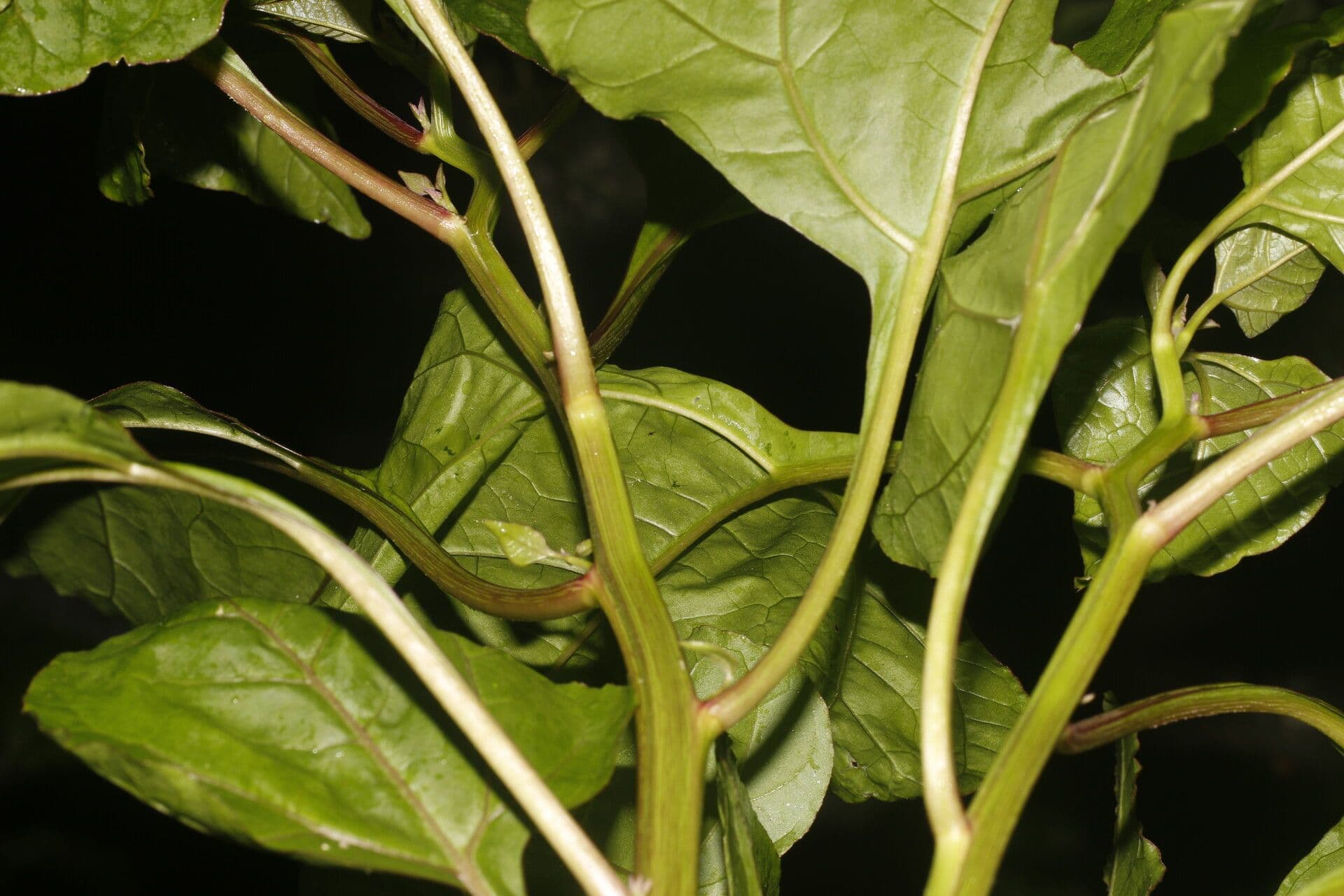 Salpianthus 4