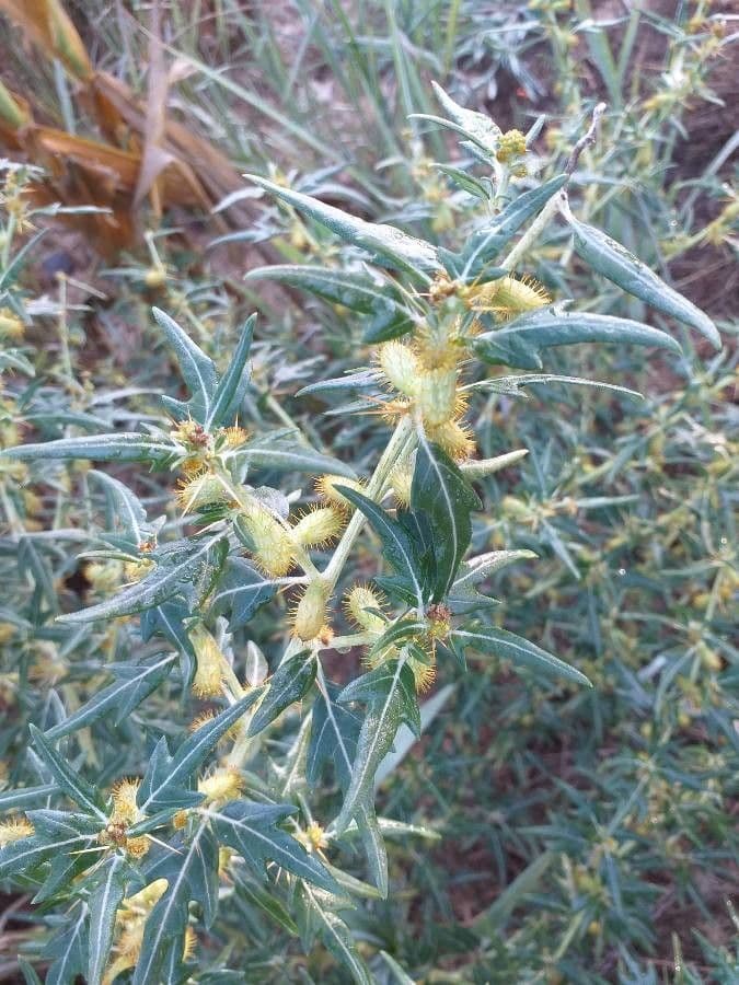 Lappola spinosa 4