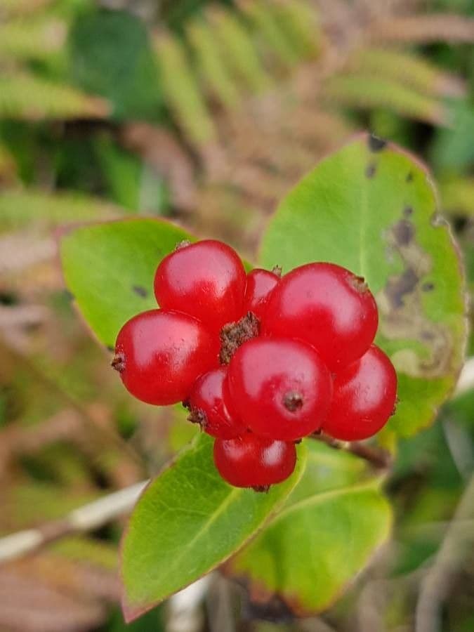 Caprifoglio etrusco 5