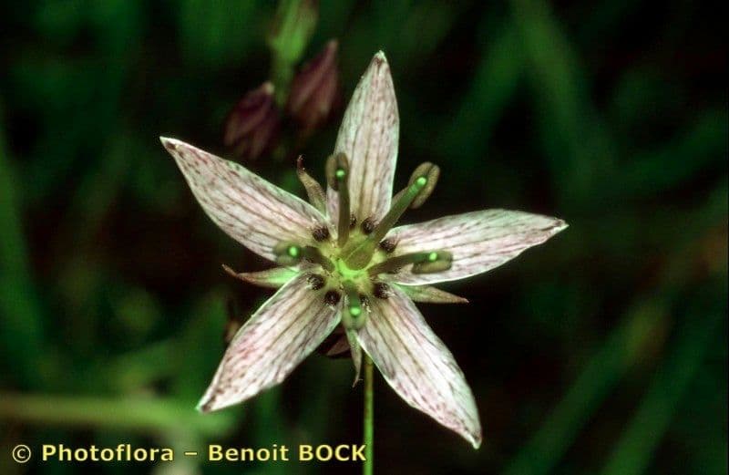 Suertia 3