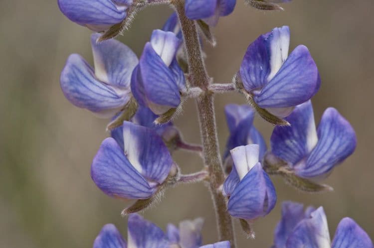 Lupinus di Hill 2